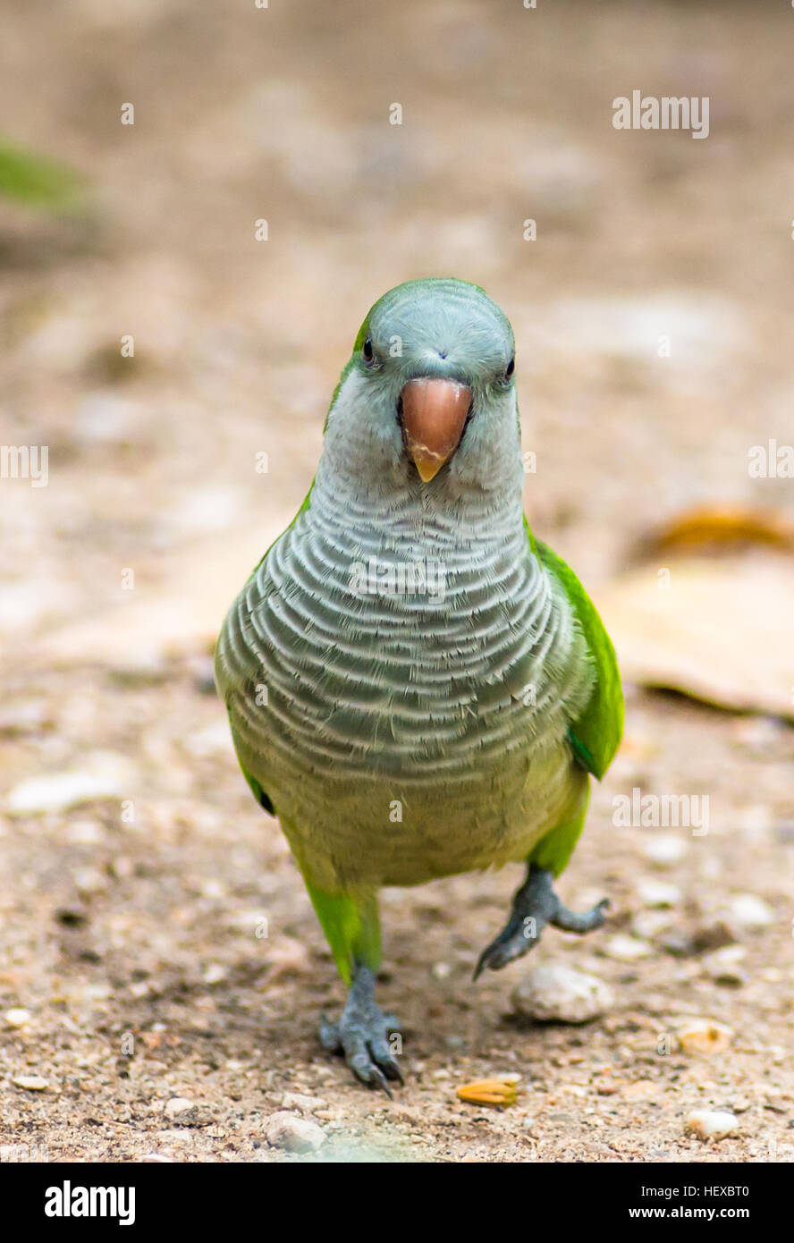 Perruche moine (Myiopsitta monachus) dans la région de Casa de Campo, Madrid Espagne. Banque D'Images