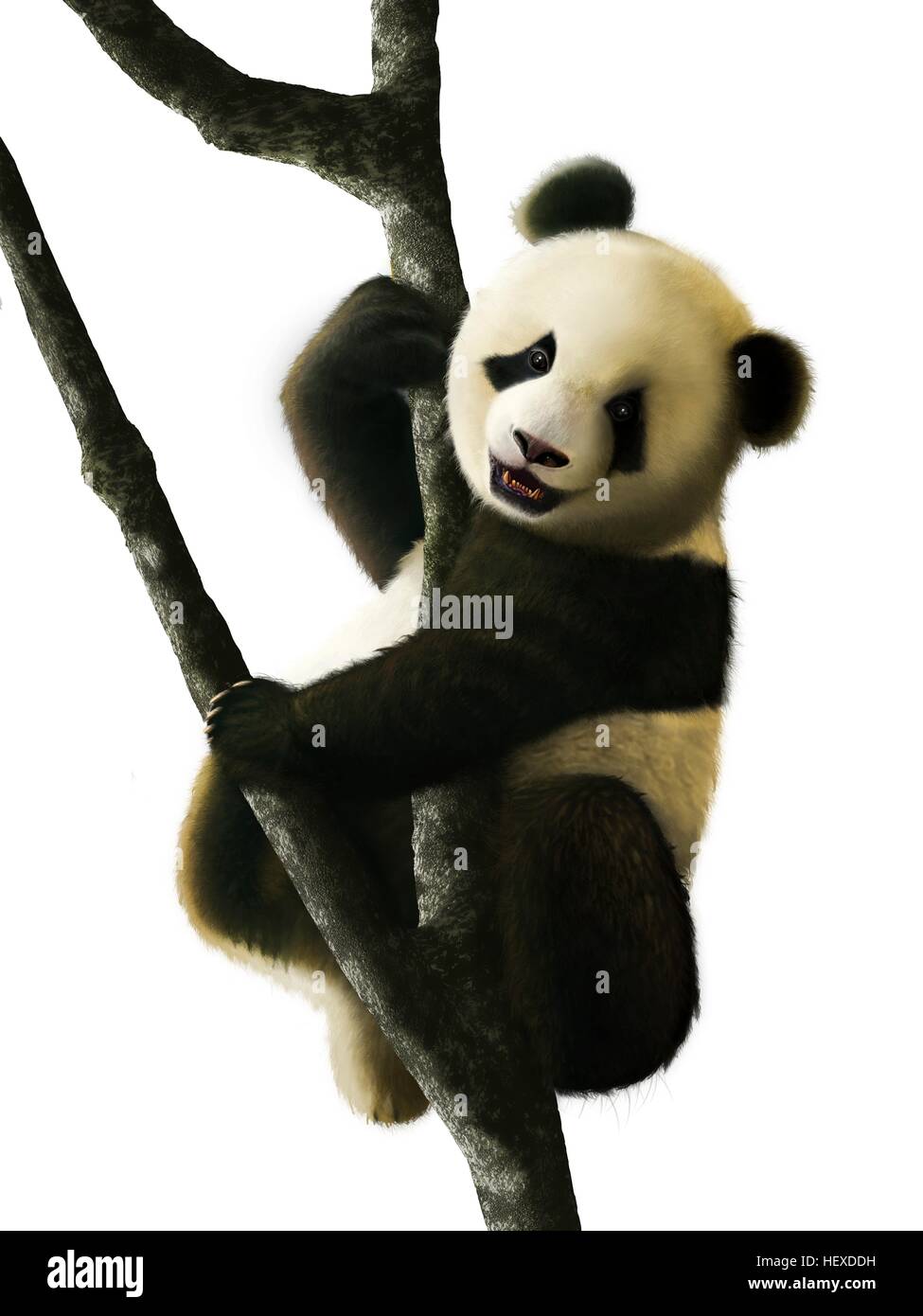 L'illustration montre un jeune panda géant (Ailuropoda melanoleuca) assis dans un arbre. Pandas géants sont endémiques de la Chine et sont originaire du centre-ouest et sud-ouest de la Chine, mais sont maintenant trouvés seulement dans quelques chaînes de montagnes de la Chine centrale. Banque D'Images