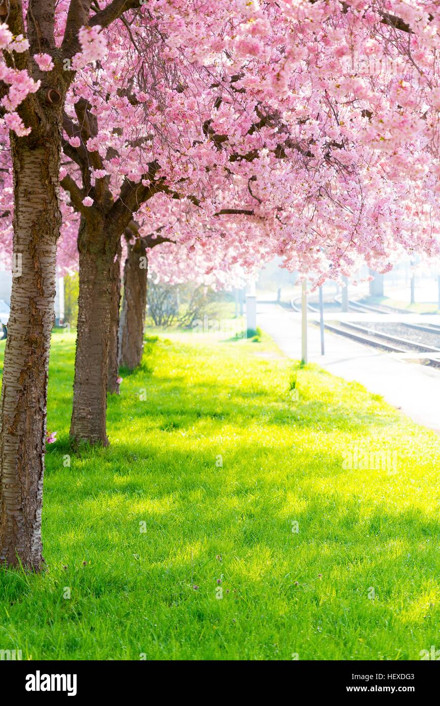 Fleur de cerisier sur les arbres. Banque D'Images