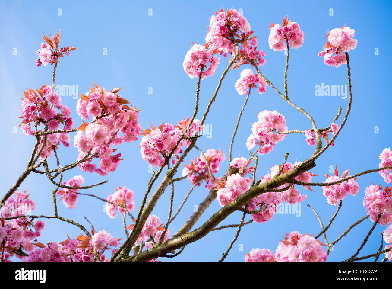 Sur les branches des cerisiers en fleur. Banque D'Images