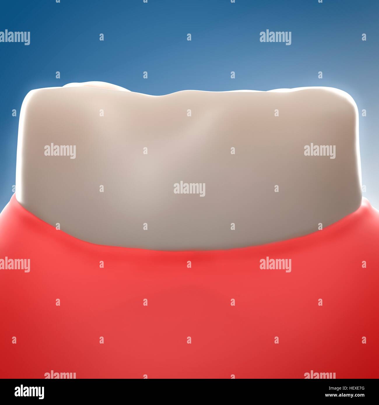 La gomme en bonne santé, de l'illustration. Banque D'Images