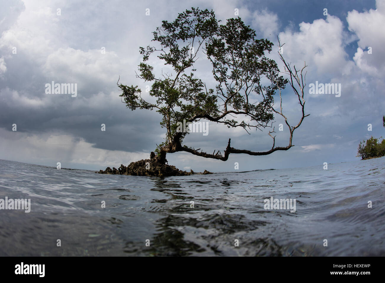 Un petit arbre a grandi sur un affleurement de calcaire dans le lagon de Marovo, les Îles Salomon. Banque D'Images
