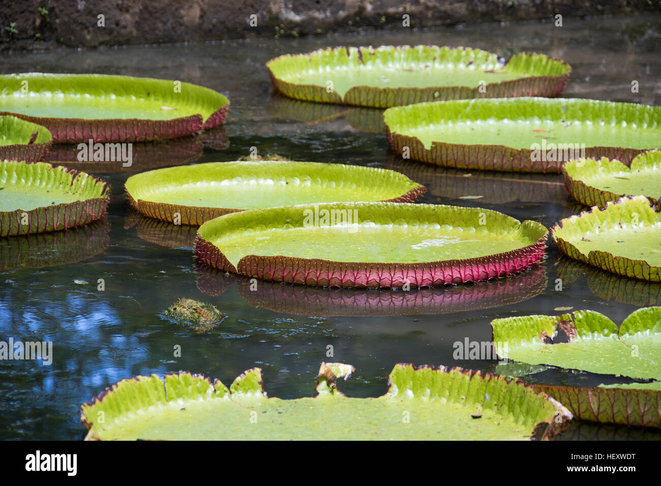 Nymphéas, Géant, Sir Seewoosagur Ramgoolam, le Jardin Botanique de Pamplemousses, Ile Maurice Banque D'Images