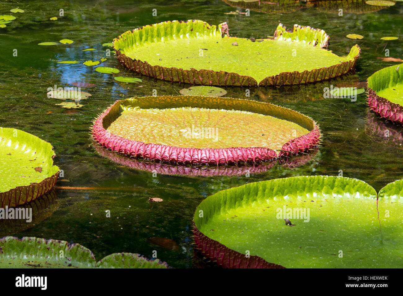 Nymphéas, Géant, Sir Seewoosagur Ramgoolam, le Jardin Botanique de Pamplemousses, Ile Maurice Banque D'Images