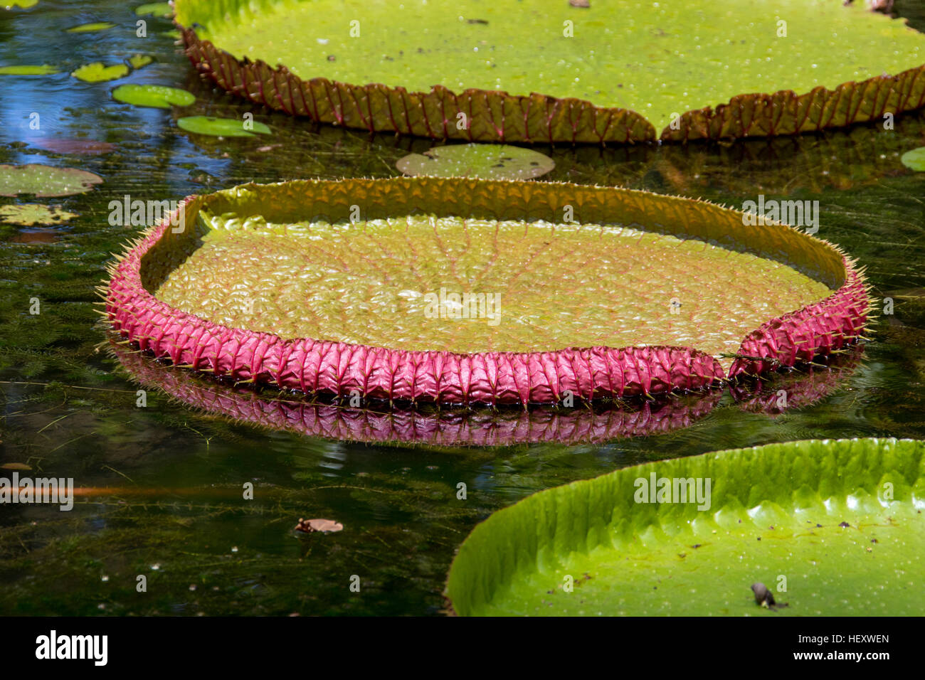 Nymphéas, Géant, Sir Seewoosagur Ramgoolam, le Jardin Botanique de Pamplemousses, Ile Maurice Banque D'Images