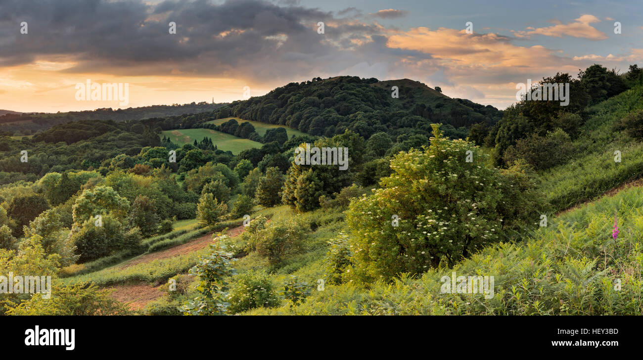 Whiteleaved les peuplements de chêne sur le côté d'Raggedstone hill et Chase fin Hill, collines de Malvern, Herefordshire Banque D'Images