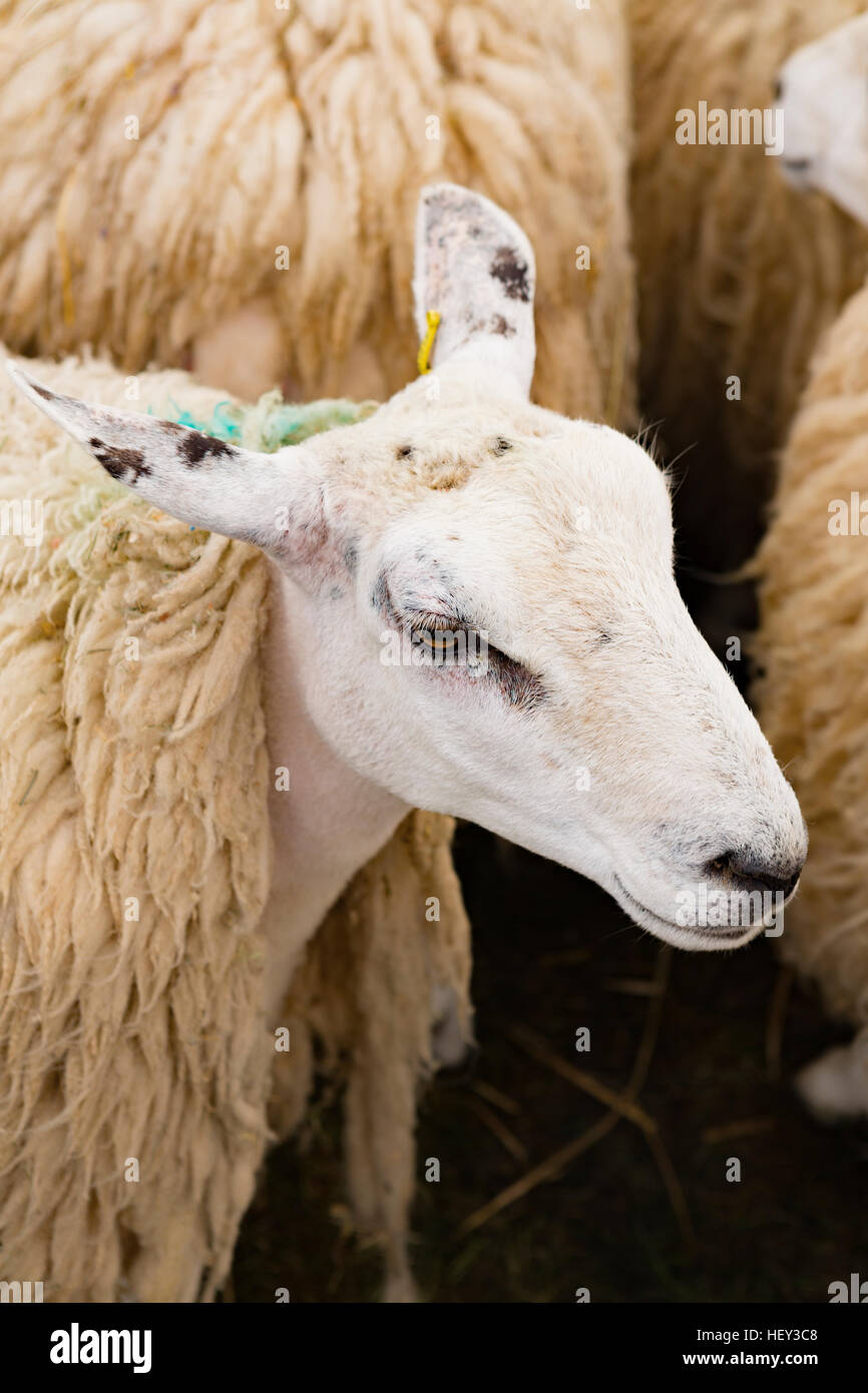 Moutons dans une exposition à un stylo livestock show Banque D'Images