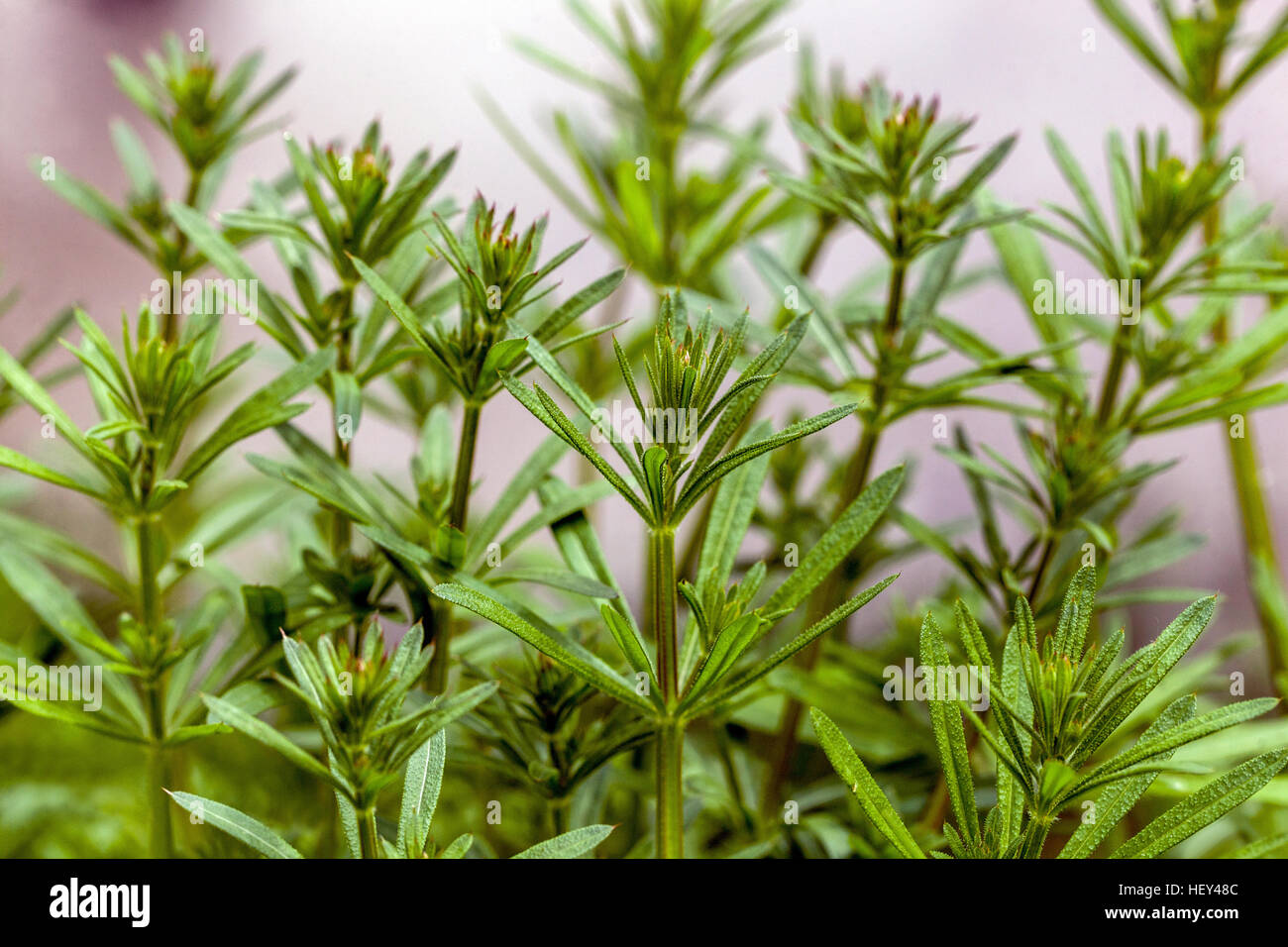 Fausse Respiration de bébé Galium mollugo Banque D'Images