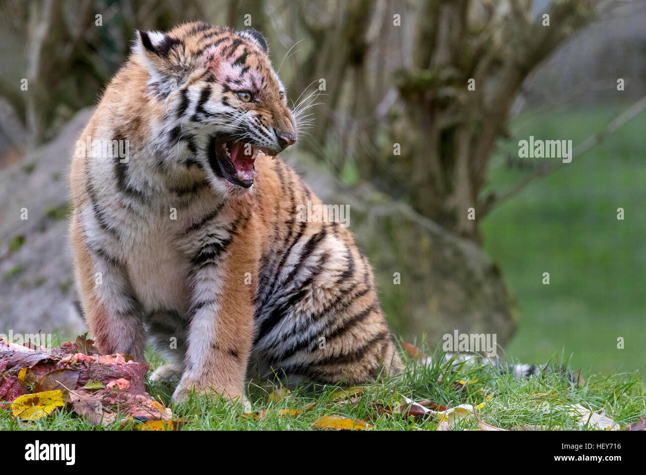 Amur Tiger Cub, 6 mois Banque D'Images