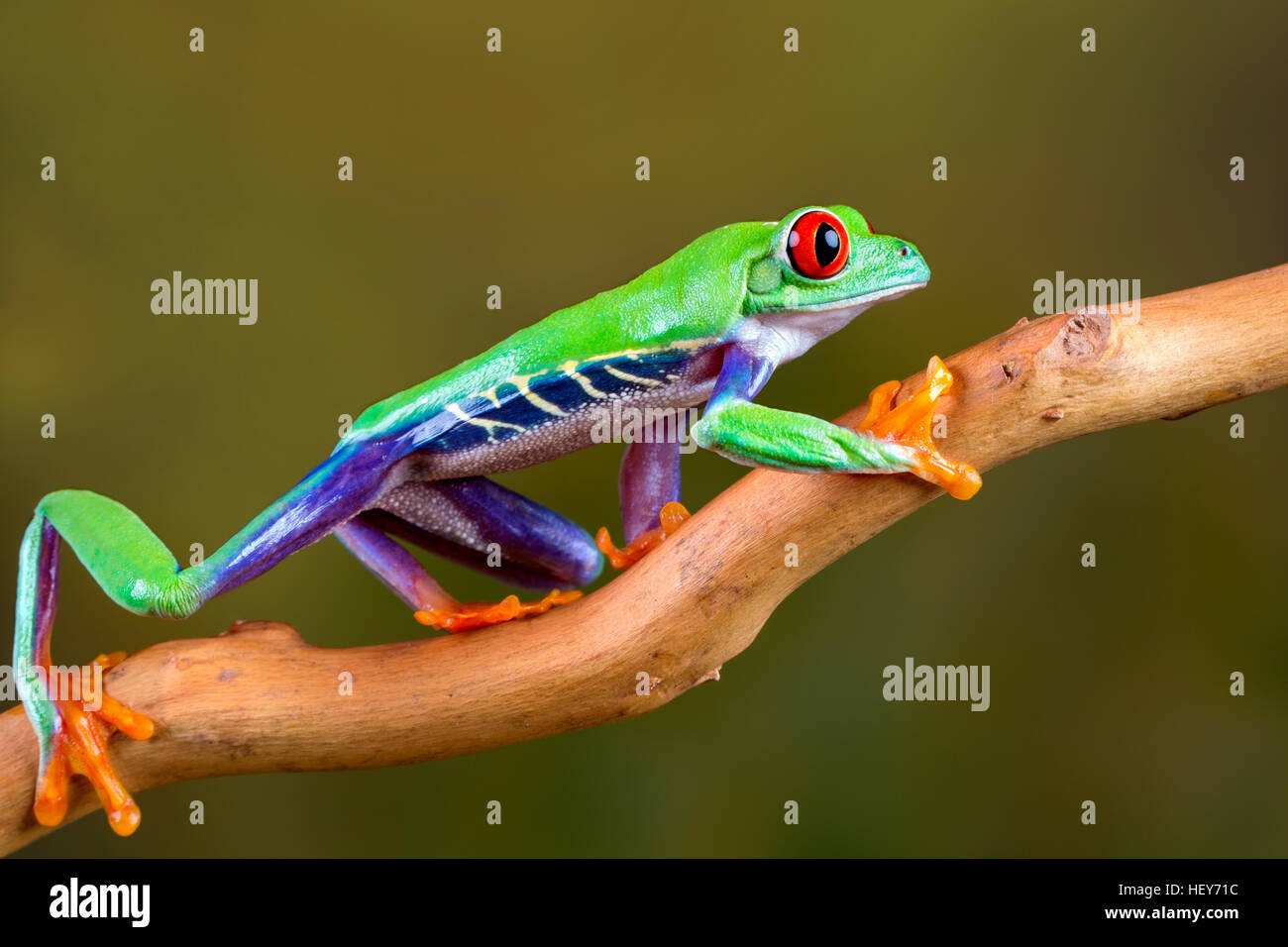 Red-eyed tree frog Banque D'Images