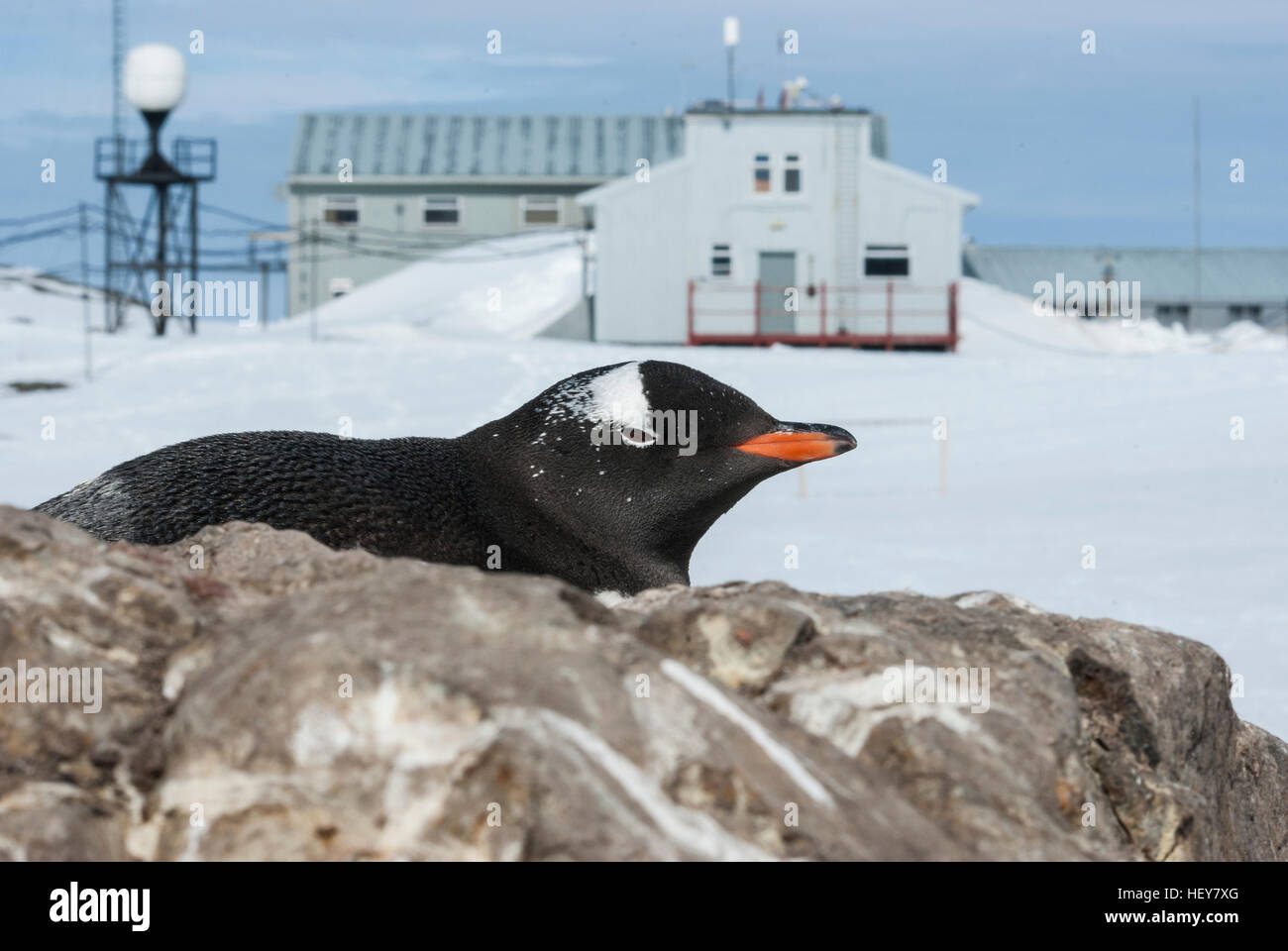 Portrait de Gentoo pingouin sur fond de la station de recherche antarctique Banque D'Images