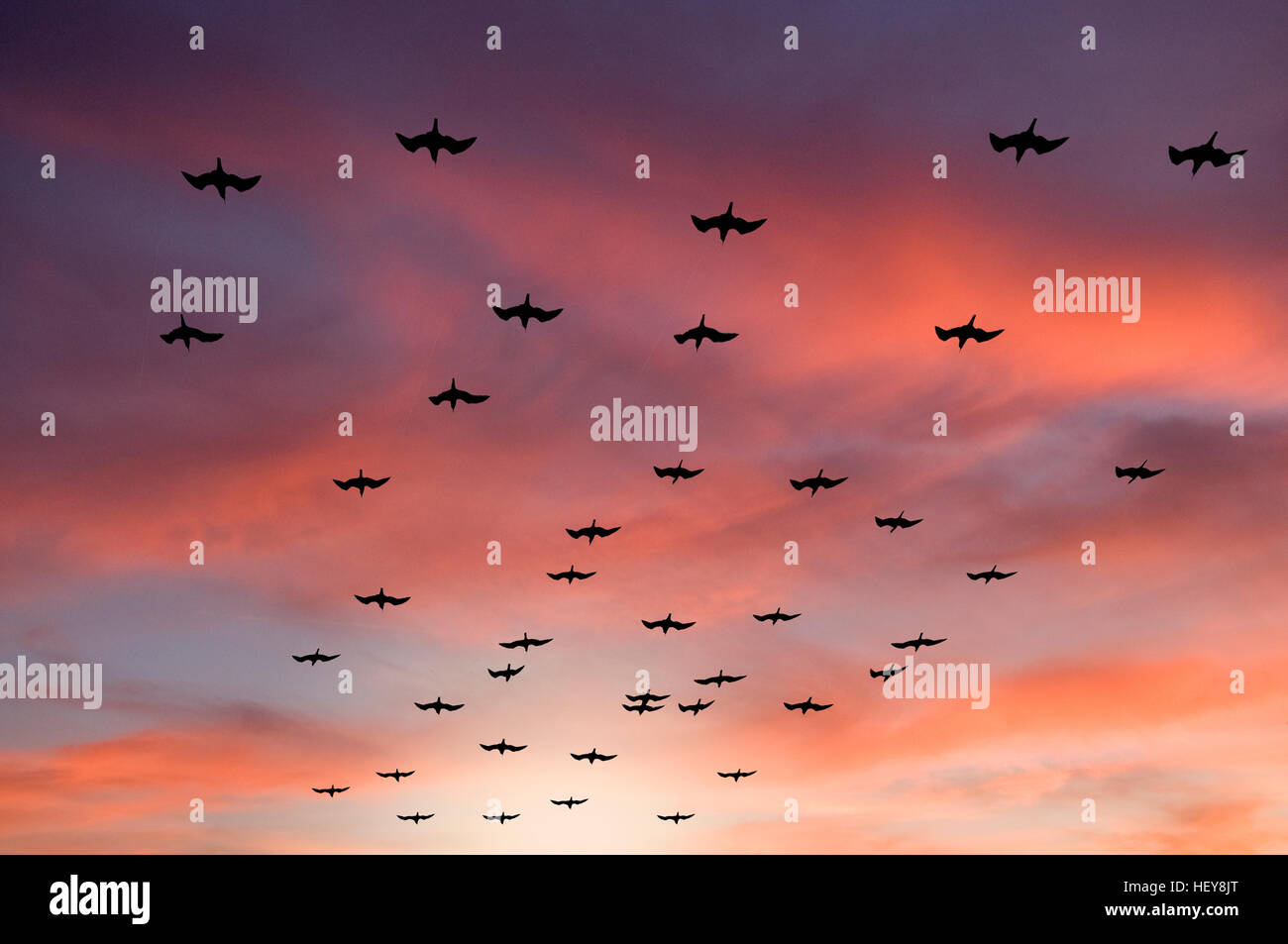 Un troupeau de mouettes volant dans le ciel au coucher du soleil Banque D'Images