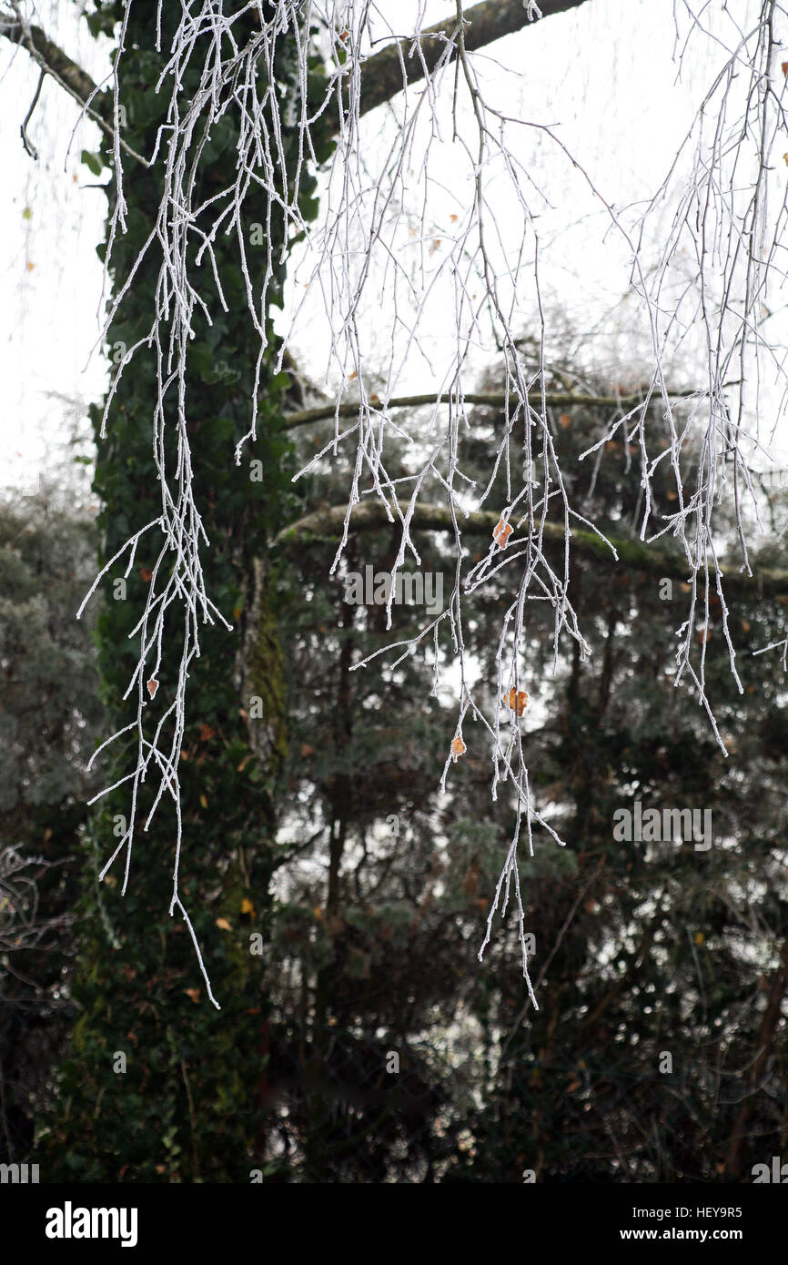 Hoar frosty matin dans la campagne,Croatie,europe,1 Banque D'Images