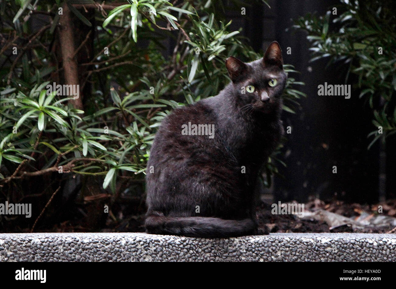 Cat au repos, la tête incliné sur le côté. Banque D'Images