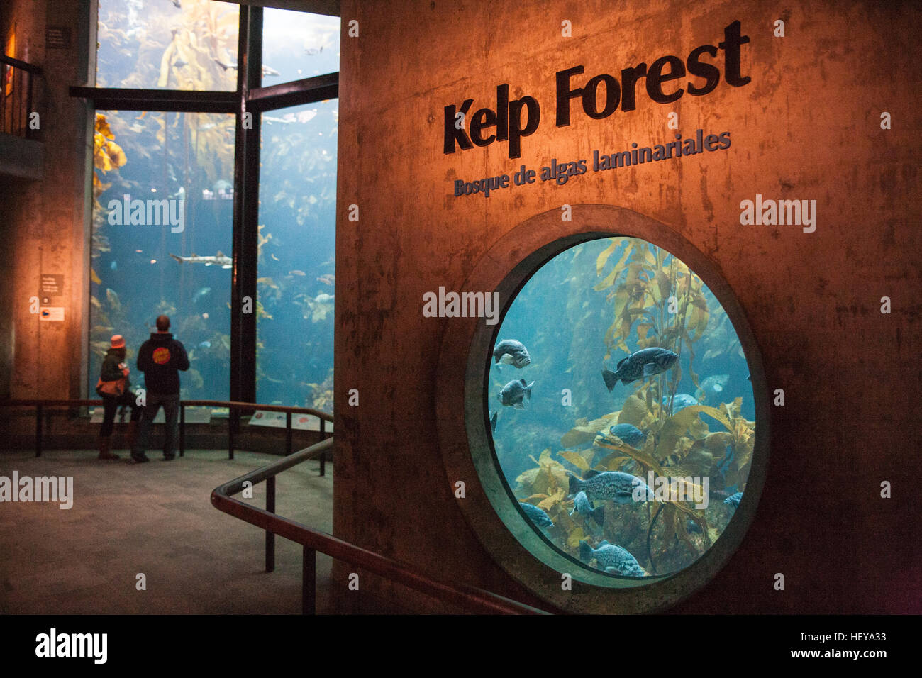 À l'Aquarium de Monterey Bay,California,USA,United States of America, Banque D'Images