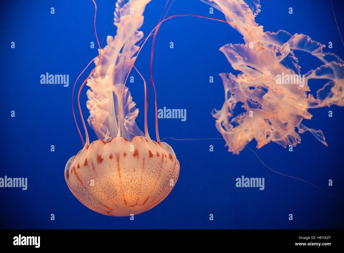 À l'Aquarium de Monterey Bay,California,USA,United States of America, Banque D'Images