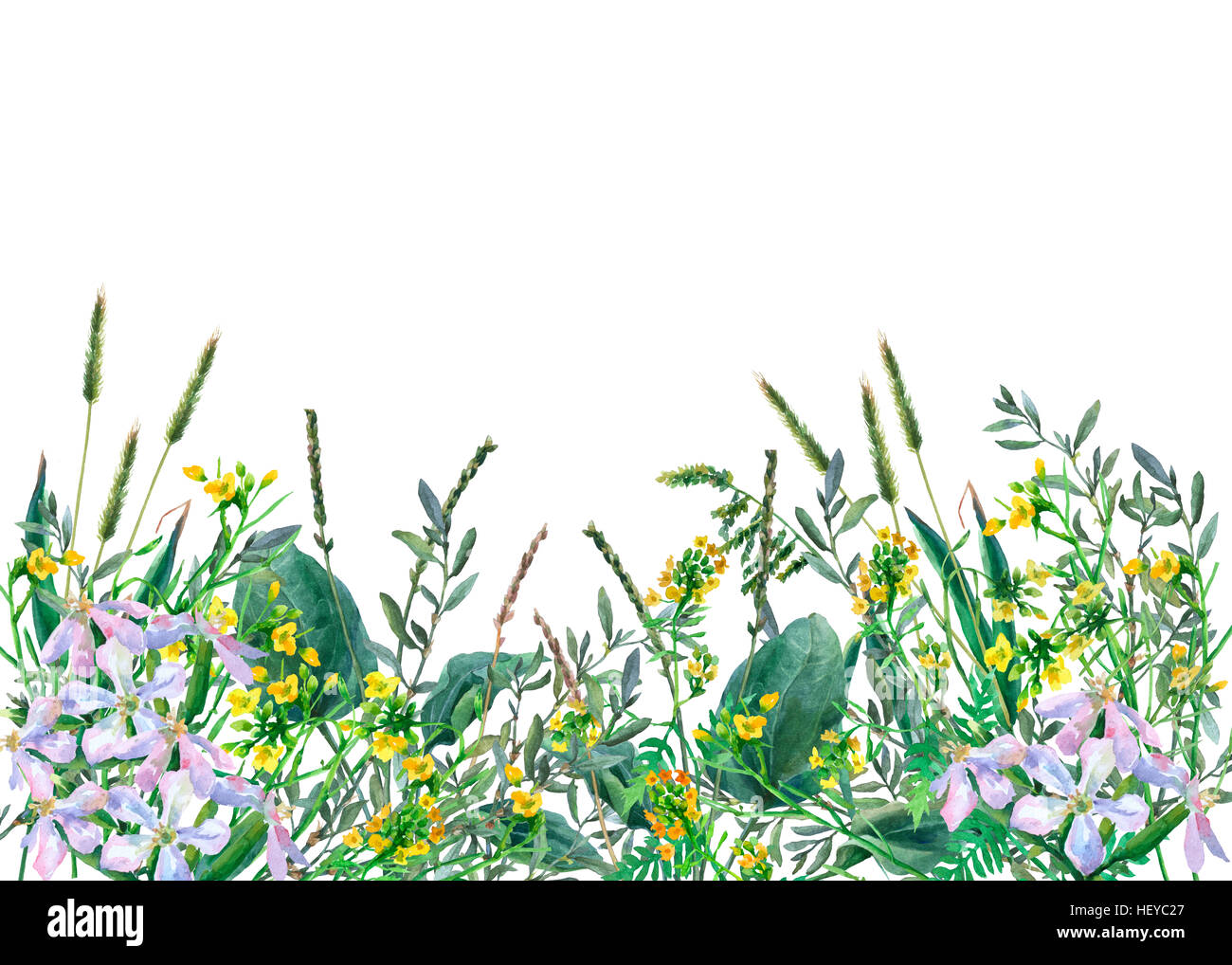 Vue panoramique des fleurs et l'herbe de prairie sauvage sur fond blanc. Frontière avec la main à l'aquarelle de fleurs et d'herbes. Banque D'Images