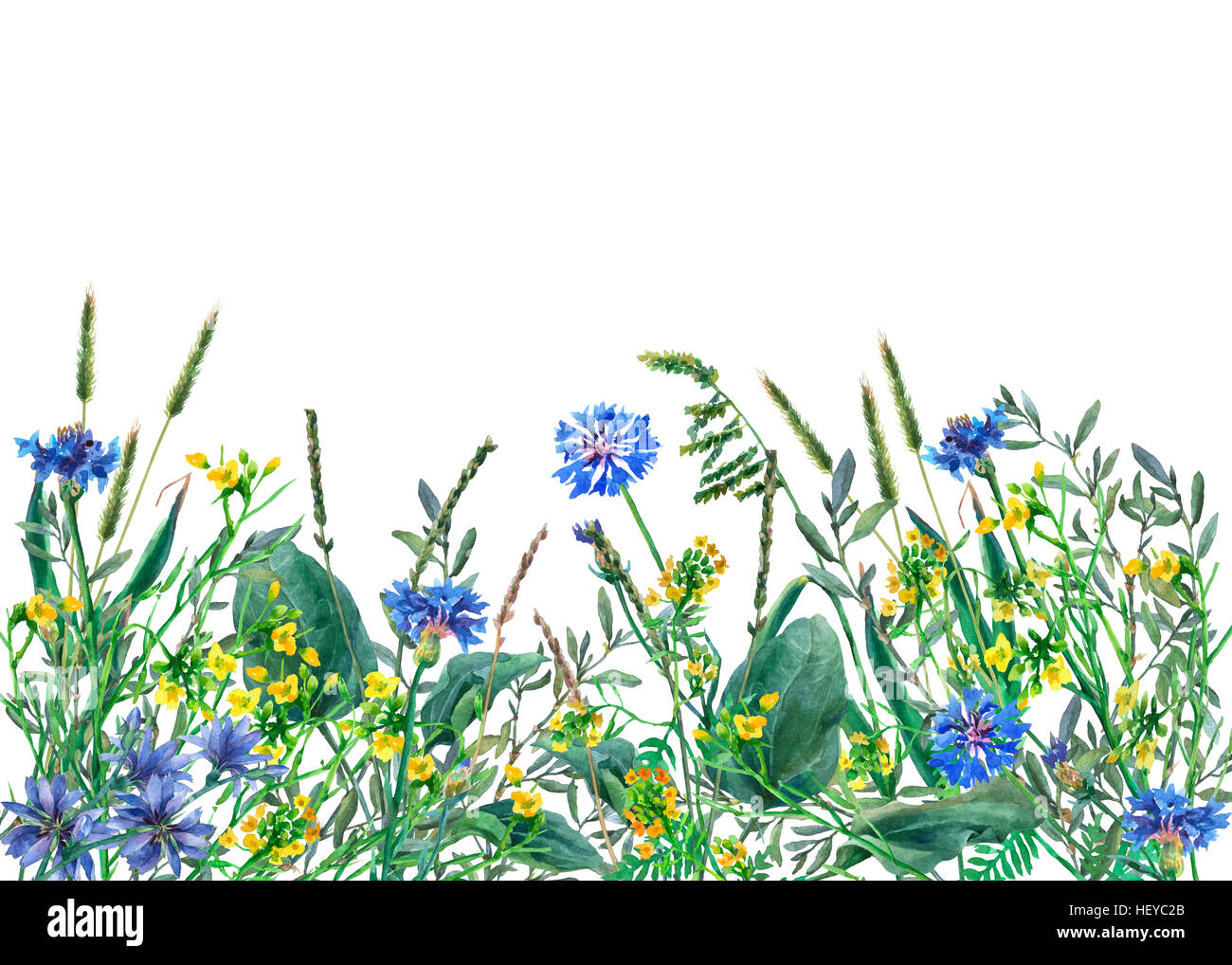 Vue panoramique des fleurs et l'herbe de prairie sauvage sur fond blanc. Frontière avec la main à l'aquarelle de fleurs et d'herbes. Banque D'Images