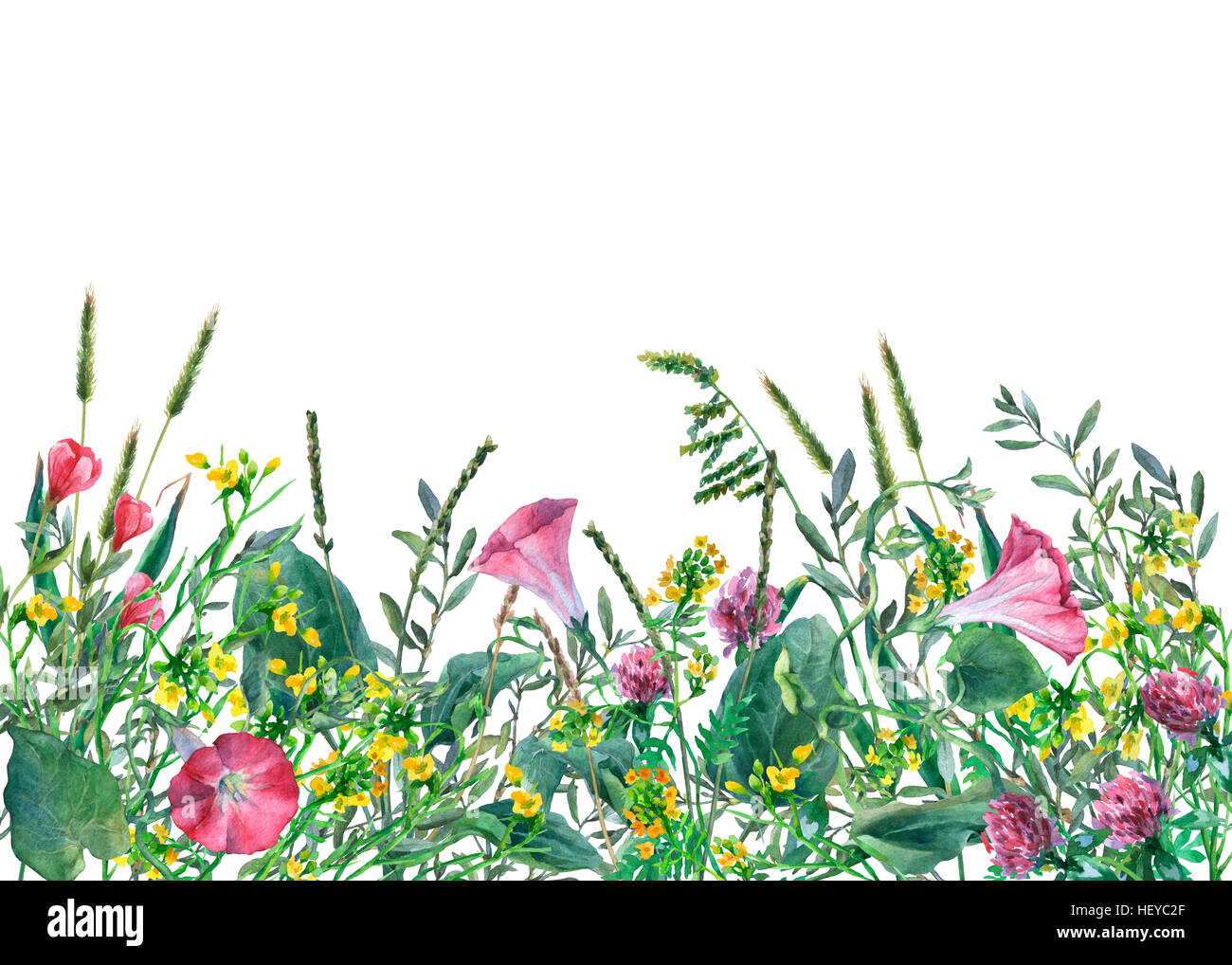 Vue panoramique des fleurs et l'herbe de prairie sauvage sur fond blanc. Frontière avec la main à l'aquarelle de fleurs et d'herbes. Banque D'Images