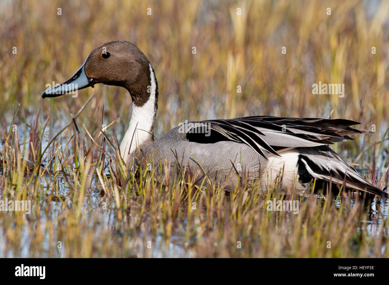 Le Canard pilet drake dans un étang de la toundra près de Barrow en Alaska Banque D'Images