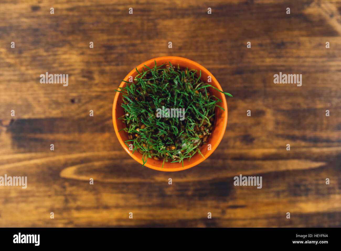 De plus en plus d'herbe de blé vert frais en pot en plastique, selective focus Banque D'Images
