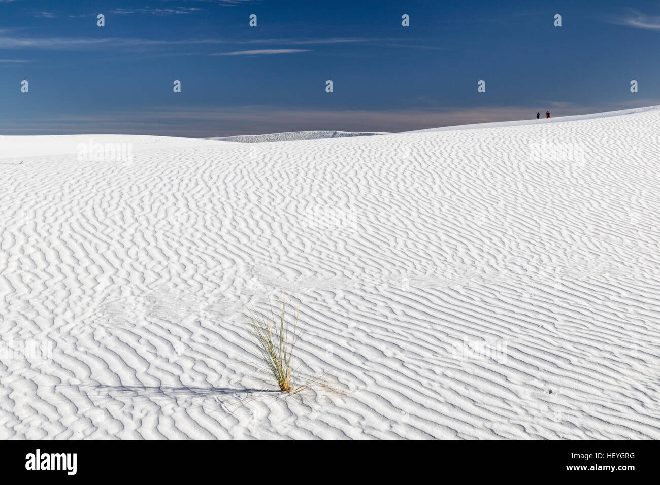 Dunes de sable et de gypse blanc les plantes d'herbe au White Sands National Monument près de Alamogordo, New Mexico, USA Banque D'Images