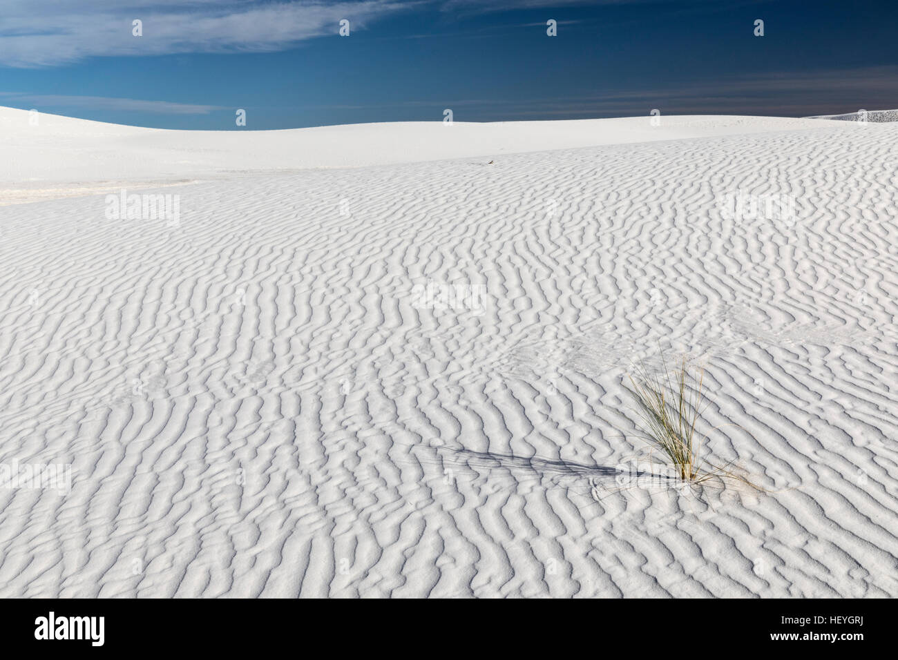 Dunes de sable et de gypse blanc les plantes d'herbe au White Sands National Monument près de Alamogordo, New Mexico, USA Banque D'Images