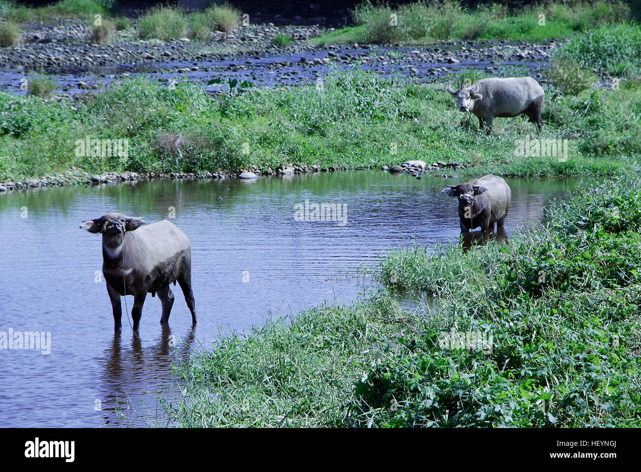 Trois buffles d'eau reste par un ruisseau pour se rafraîchir du soleil. Banque D'Images