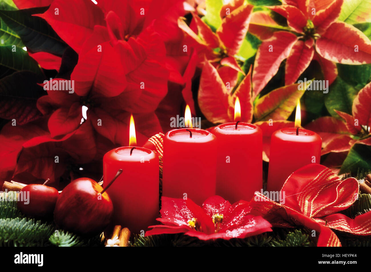 Arrangement floral de l'Avent, poinsettias (Euphorbia pulcherrima) Banque D'Images