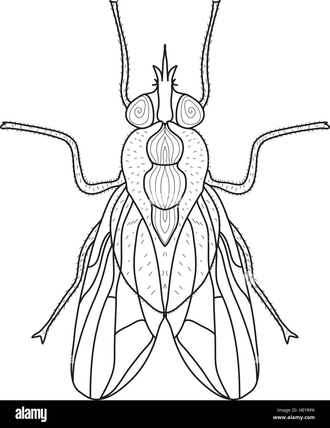 Croquis d'insectes Mouche, doodle style. Dessin au trait. Vector illustration Illustration de Vecteur
