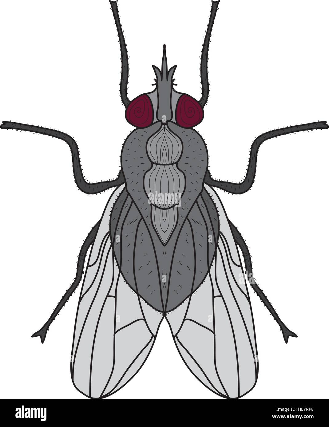 Insectes mouche. Fly isolé sur fond blanc. Vector illustration Illustration de Vecteur