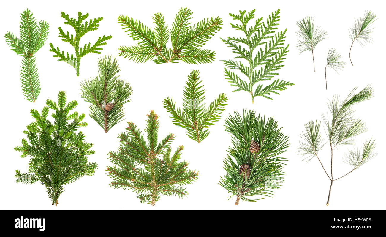 Ensemble de conifères à feuilles persistantes des branches d'arbre — free download