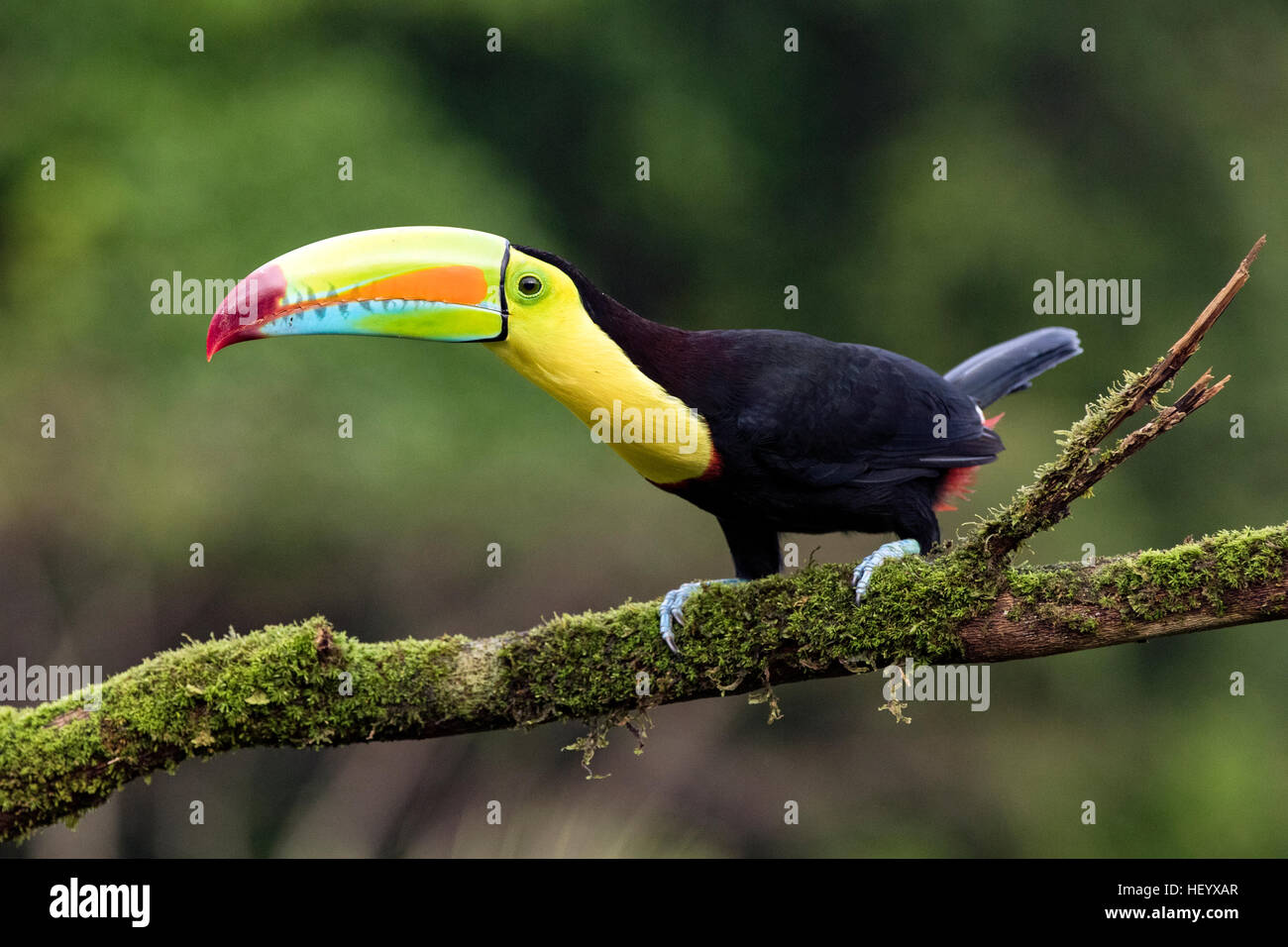 Toucan à carène - La Laguna del Lagarto Lodge - Boca Tapada, San Carlos, Costa Rica Banque D'Images