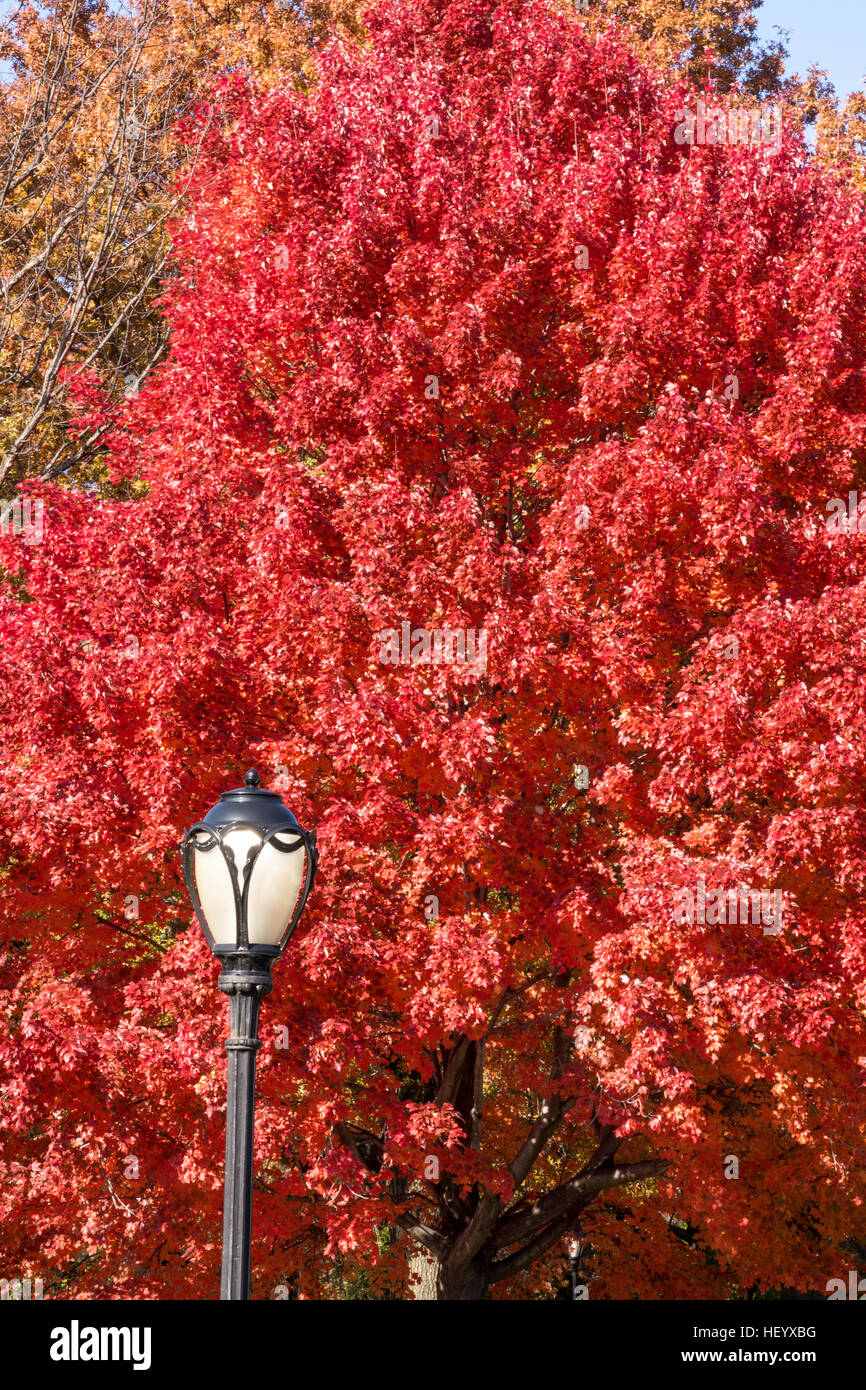 Chêne rouge brillant dans Central Park pendant la saison d'automne, New York, USA Banque D'Images