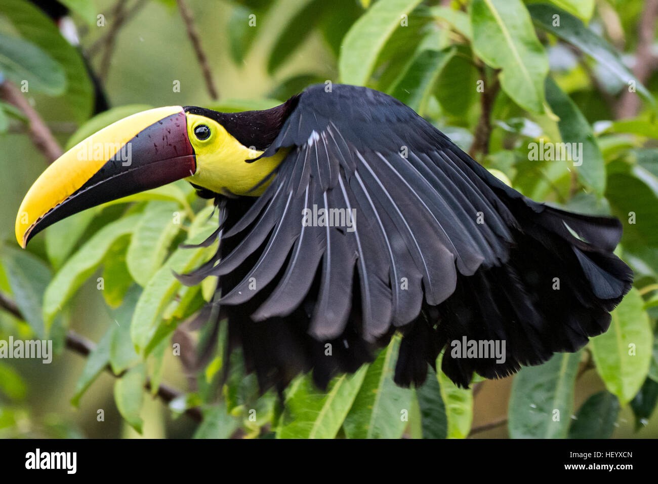 Yellow-throated toucan (Ramphastos ambiguus) - La Laguna del Lagarto Lodge - Boca Tapada, San Carlos, Costa Rica Banque D'Images