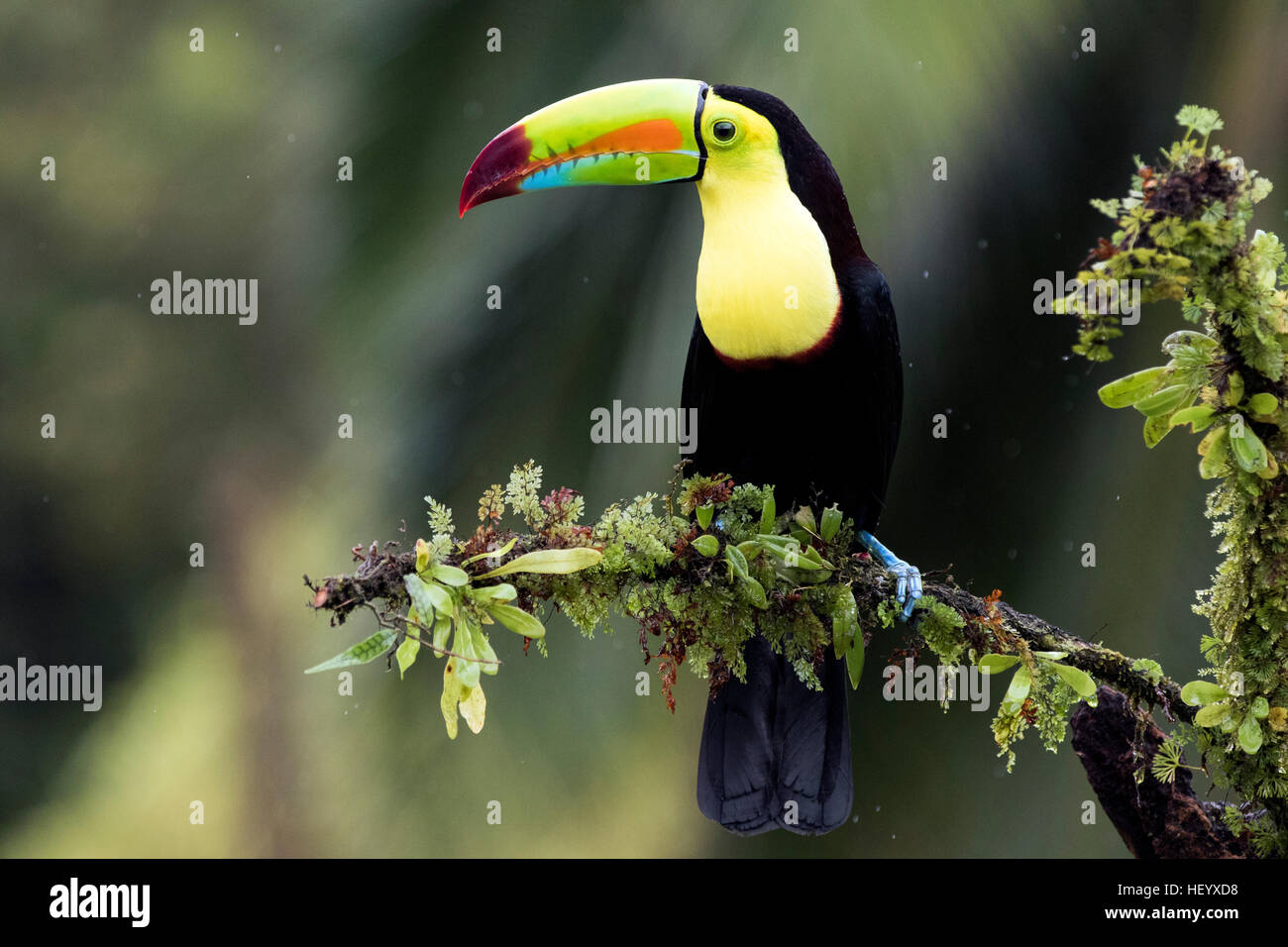 Toucan à carène - La Laguna del Lagarto Lodge - Boca Tapada, San Carlos, Costa Rica Banque D'Images