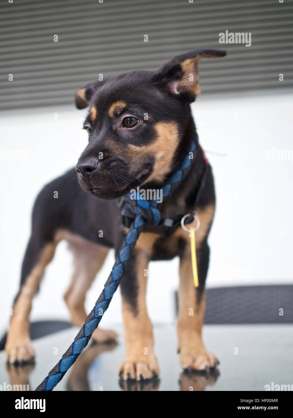 Chiot Chien errant locales adoption bleu couper les petits Banque D'Images