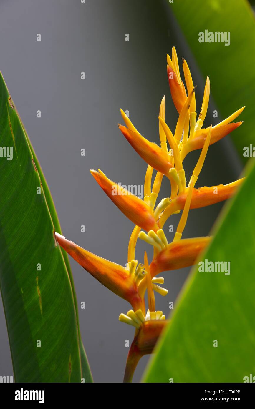 Papua Interdiction Totale Sur Loiseau De Paradis Et Ses