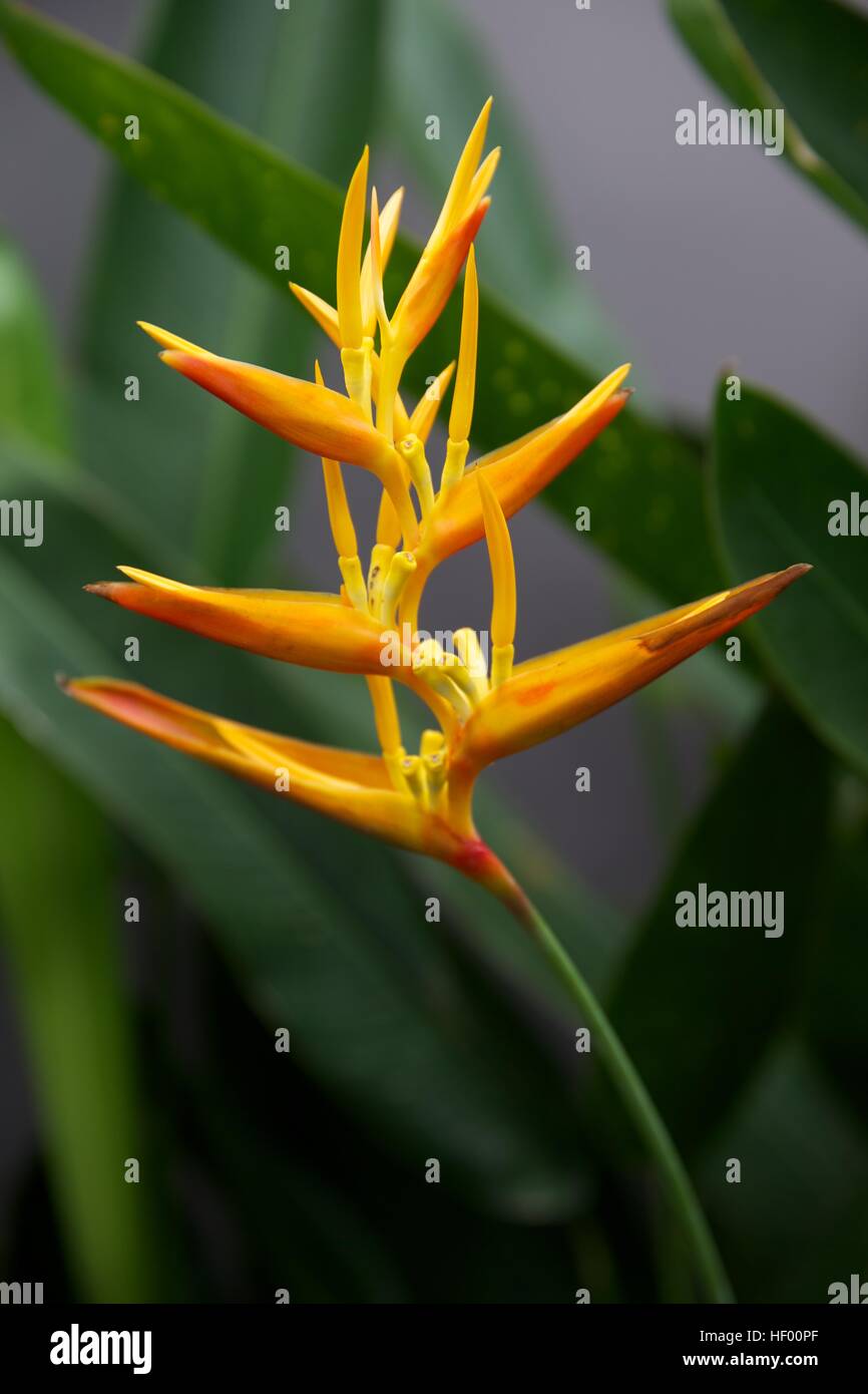 Les Oiseaux De Paradis Fleurs Plantes Nature Bali Tropical