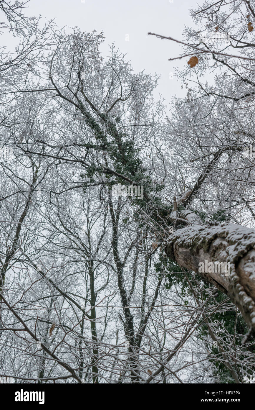 La forêt enneigée avec branches glacées surgelés et de feuilles mortes encore visibles Banque D'Images