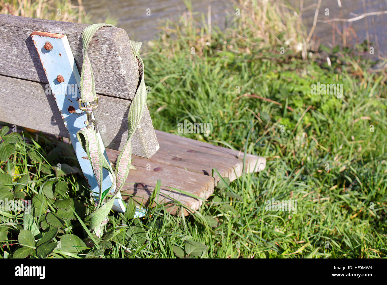 Collier de chien abandonné sur banc avec de plus en plus d'herbes sauvagement sous lui. Banque D'Images