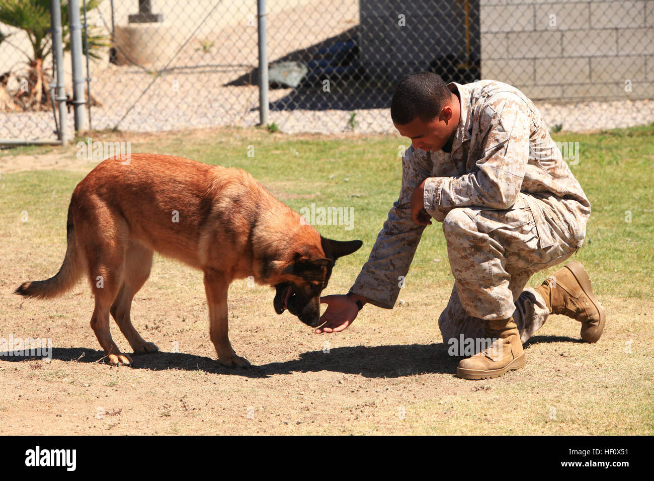 Le Cpl. Juan M. Rodriguez, maître-chien militaire avec le 1er Bataillon ...