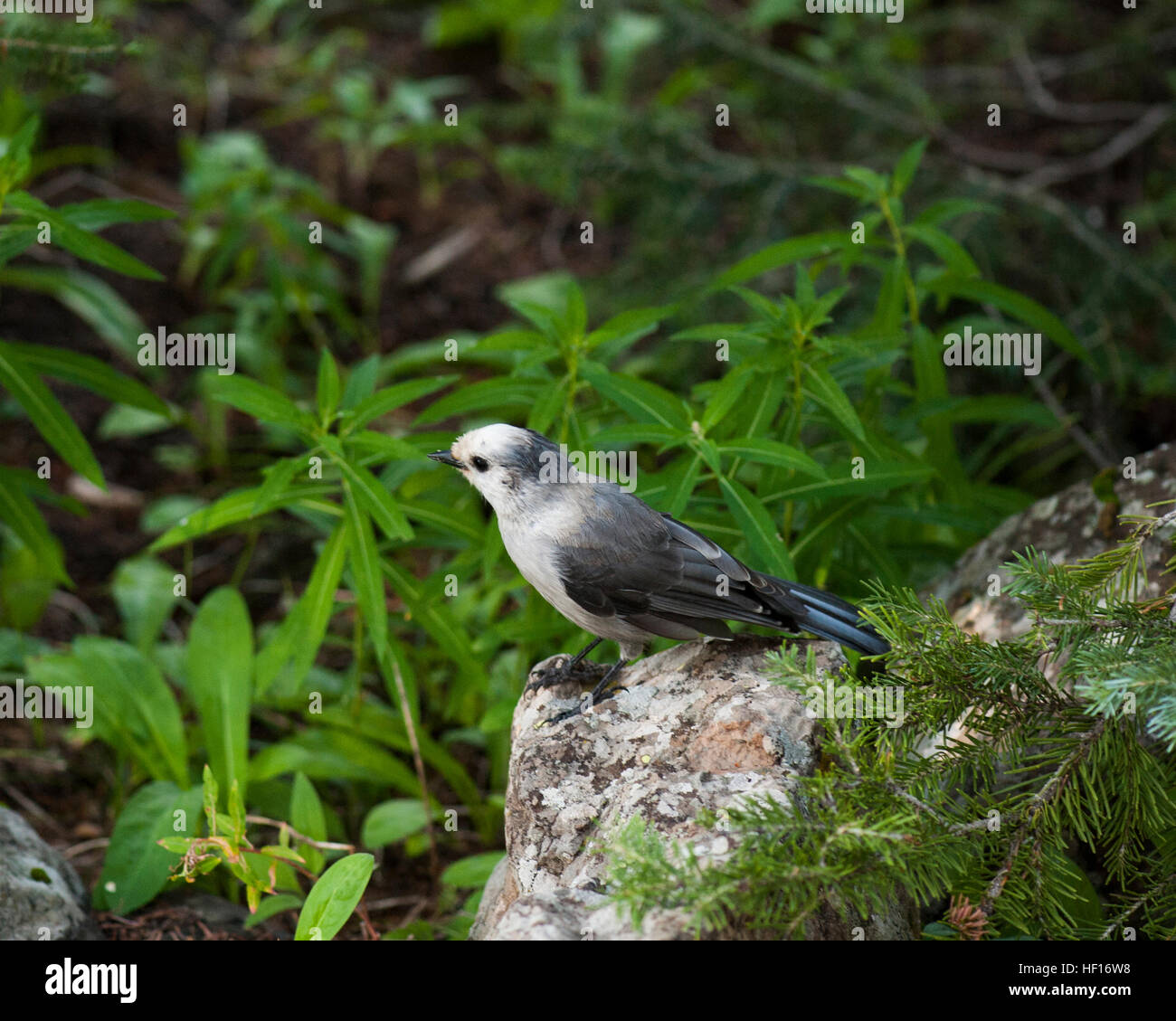 Perisoreus canadensis, appelé 'le mésangeai du Canada", "jay", "WHISKEY JACK' 'camp robber' et quelques gros mots. Ils sont incroyablement bold bir Banque D'Images