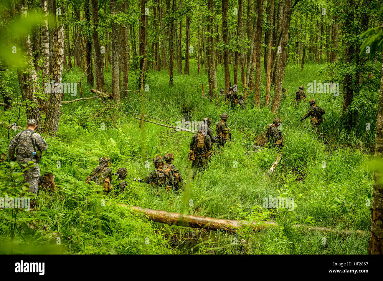 Des soldats canadiens et américains manuever à travers les bois d'un point de l'objectif au cours de la partie formation de l'exercice de la grève de Sabre le 16 juin 2014. Grève 2014 Sabre est une entente conjointe de plusieurs exercice militaire nationale prévue pour le 9 juin- 20. L'exercice s'étend sur plusieurs endroits de la Lituanie, la Lettonie et l'Estonie, et concerne environ 4 500 militaires de 10 pays. L'exercice est conçu pour promouvoir la stabilité régionale, de renforcer les partenariats internationaux, militaires d'améliorer l'interopérabilité et de préparer les participants à des opérations de contingence dans le monde. (U.S. Nat de l'armée Banque D'Images