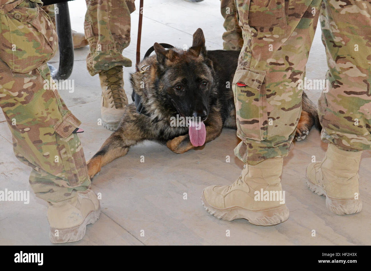 Lux, un garçon de 8 ans de formation de berger allemand pour les patrouilles et la détection des bombes, prend une pause d'activités lors d'un événement commémorant la Journée mondiale de la rage à la promenade sur l'aérodrome de Kandahar, Afghanistan, le 27 septembre 2014. L'événement s'est tenu à informer les membres sur les dangers de la rage alors qu'ils sont déployés en Afghanistan et aussi leur donner l'occasion de jouer avec les animaux et les chiens de travail militaire. (U.S. Photo de l'armée par le sergent. John Etheridge) KAF clinique vétérinaire est titulaire d'événement pour marquer la Journée mondiale de la rage 140929-Z-BQ261-101 Banque D'Images