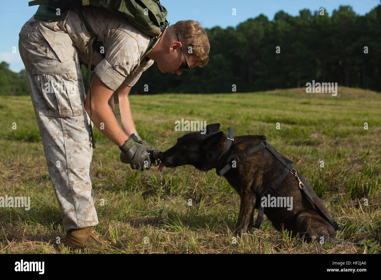 Le Cpl. Dustin Rollins, un combat tracker avec chien de travail militaire, 2e Peloton, bataillon de l'application de la Loi II Marine Expeditionary Force groupe siège, donne son chien Nicky boire à sa gourde à bord Marine Corps Base Camp Lejeune, N.C., 9 octobre 2014. Le chien avait réussi à l'odeur d'un tracker Marine au cours de la formation et de patrouille. Rollins est de Richmond, Ky. (U.S. Marine Corps photo par Lance Cpl. Lucas J. Hopkins/libérés) Unleashed, militaires, les maîtres-chiens Chiens de Travail établir une relation 141009-M-TR086-155 Banque D'Images