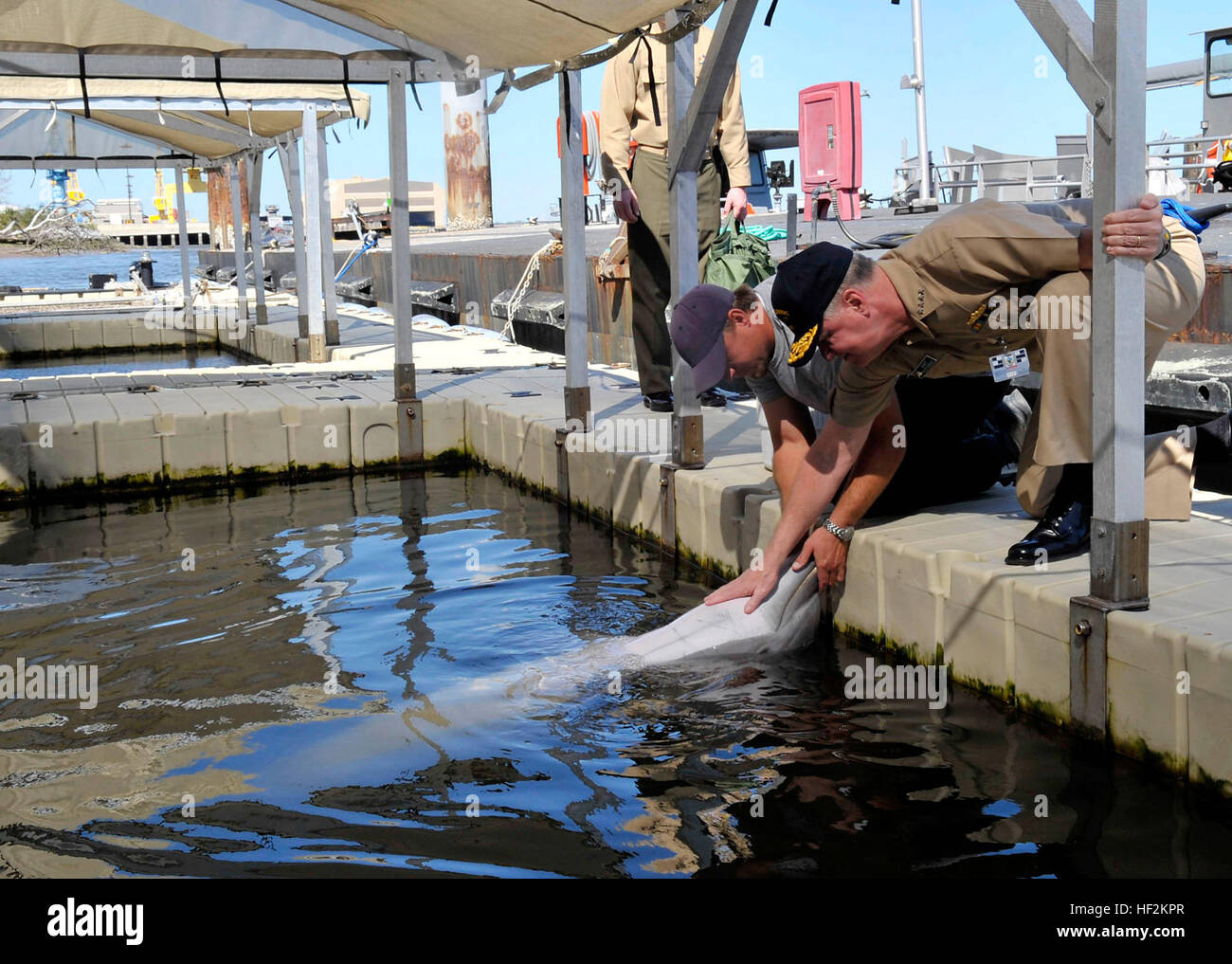 Chief of Naval Operations Adm. Gary Roughead 'animaux' Winache, un dauphin à l'installation des mammifères marins à l'exploitation des ports à Naval Submarine Base Kings Bay,. Roughead est dans la région sud-est d'assister à la cérémonie de commémoration pour le 1000ème patrouille Trident et de visiter diverses installations navales pour les premiers à voir de près le travail effectué par des marins et des civils de la Marine dans la région. Trident 1000 Cérémonie de commémoration de l'DVIDS Patrouille152477 Banque D'Images