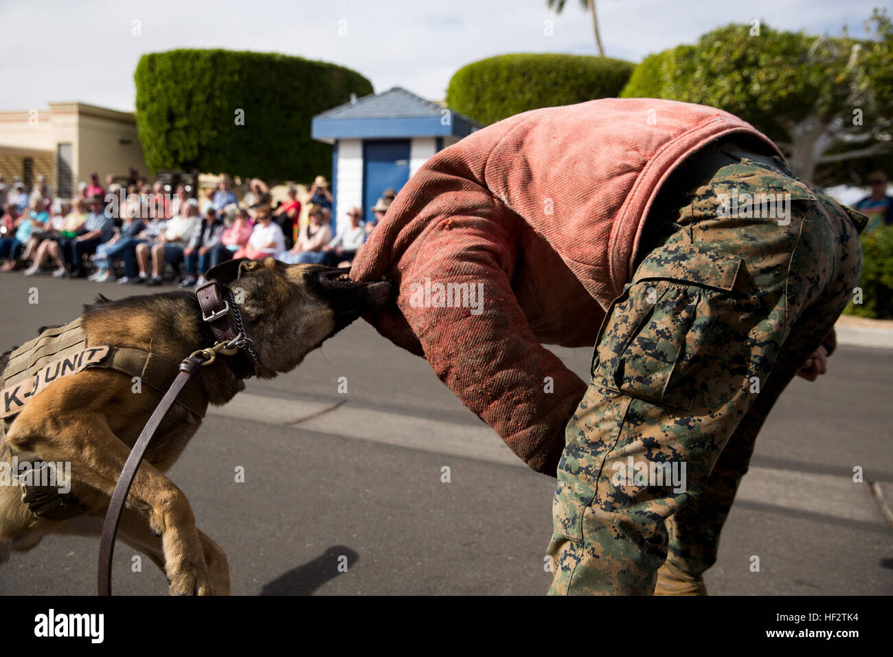 Scooby, un chien de travail militaire avec Marine Corps Air Station Yuma (Arizona), chomps vers le bas sur le Cpl. David McCarty, un K-9 de chien avec MCAS Yuma, lors d'une manifestation à Yuma (Arizona), vendredi, le 23 janvier 2015. La combinaison McCarty porte assure la sécurité du gestionnaire lorsque le chien de formation en procédures de retrait agressifs. MCAS YumaE s28099K-9 démontre leurs capacités à l'unité canine locale 150123-M-E017-054 Banque D'Images