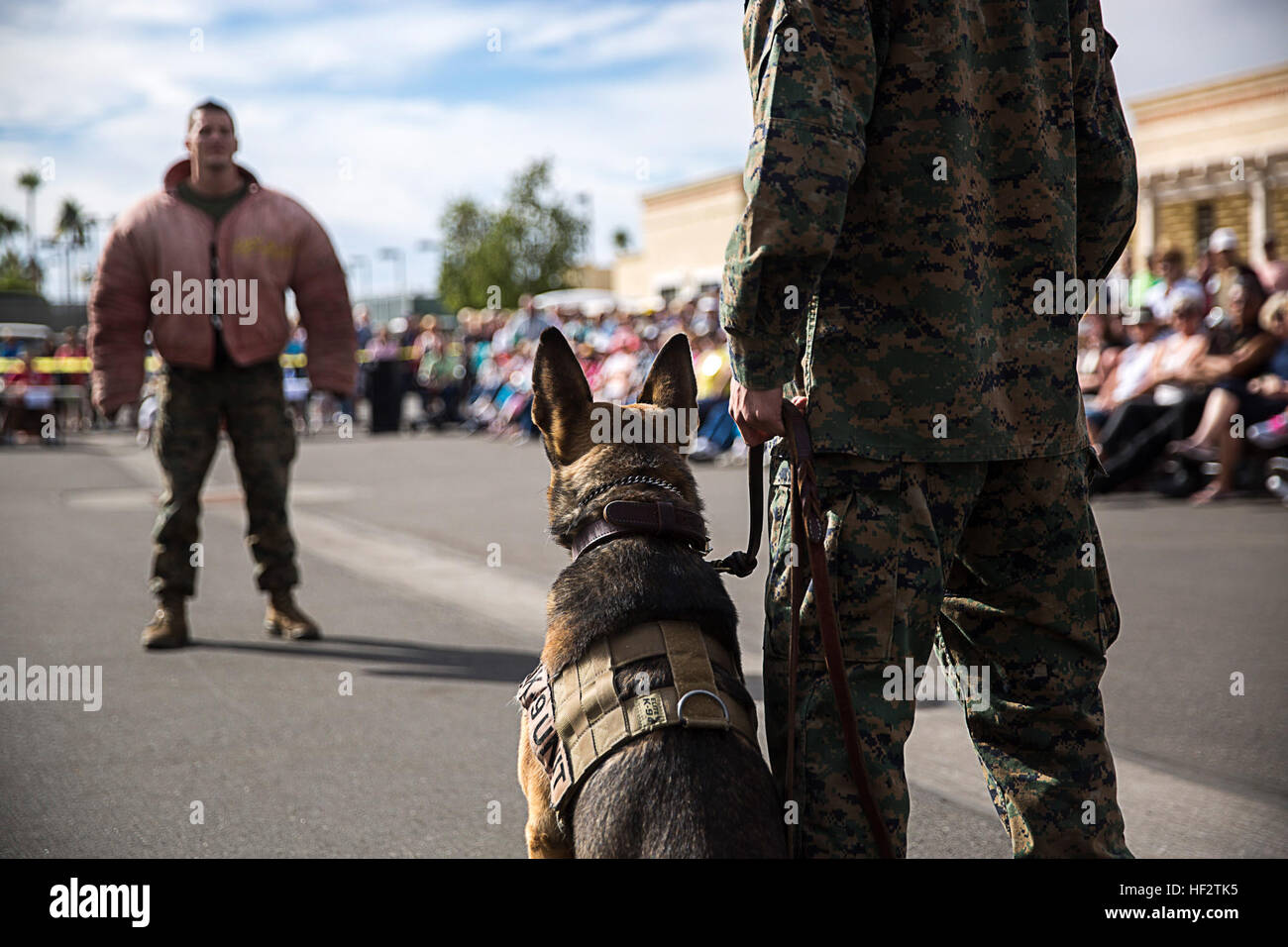 Le Sgt. Andrew Kowtko, un K-9 de chien avec Marine Corps Air Station Yuma (Arizona), et chien de travail militaire, Scooby, mettre en valeur les relations de proximité un chien et son maître doit avoir lorsque dans une situation dangereuse, au cours d'une exposition canine à Yuma (Arizona), vendredi, le 23 janvier 2015. MCAS YumaE s28099K-9 démontre leurs capacités à l'unité canine locale 150123-M-E017-888 Banque D'Images
