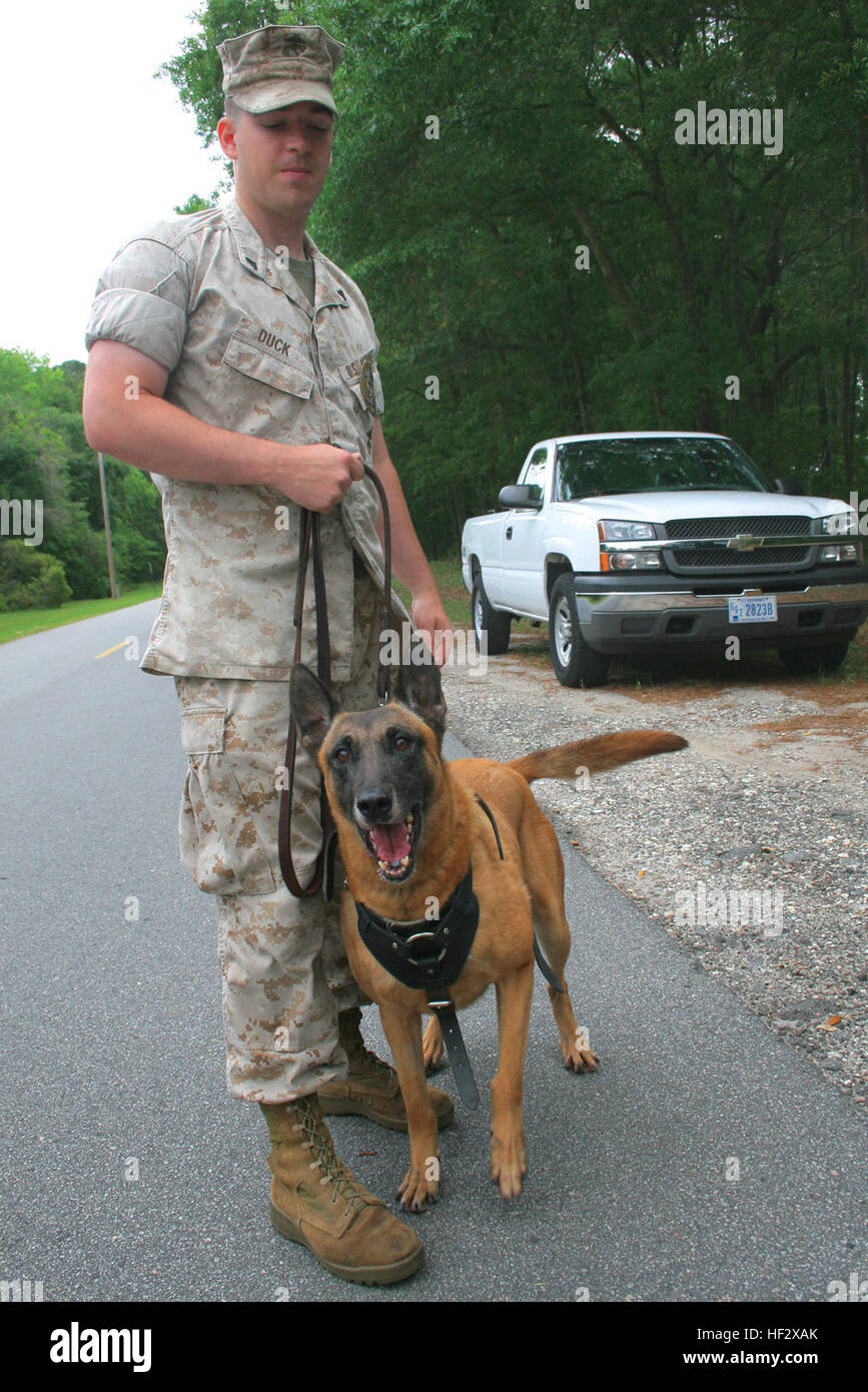 Bancuk, un chien de travail, les attaques militaires Lance Cpl. Ryan Morris, un conducteur de chien de police militaire avec les grands prévôts Office, lors d'une recherche et d'agression exercer ici lundi. L'exercice vise à simuler un suspect en fuite qui doit être placé en détention. Le meilleur ami de l'homme DVIDS170408 Banque D'Images